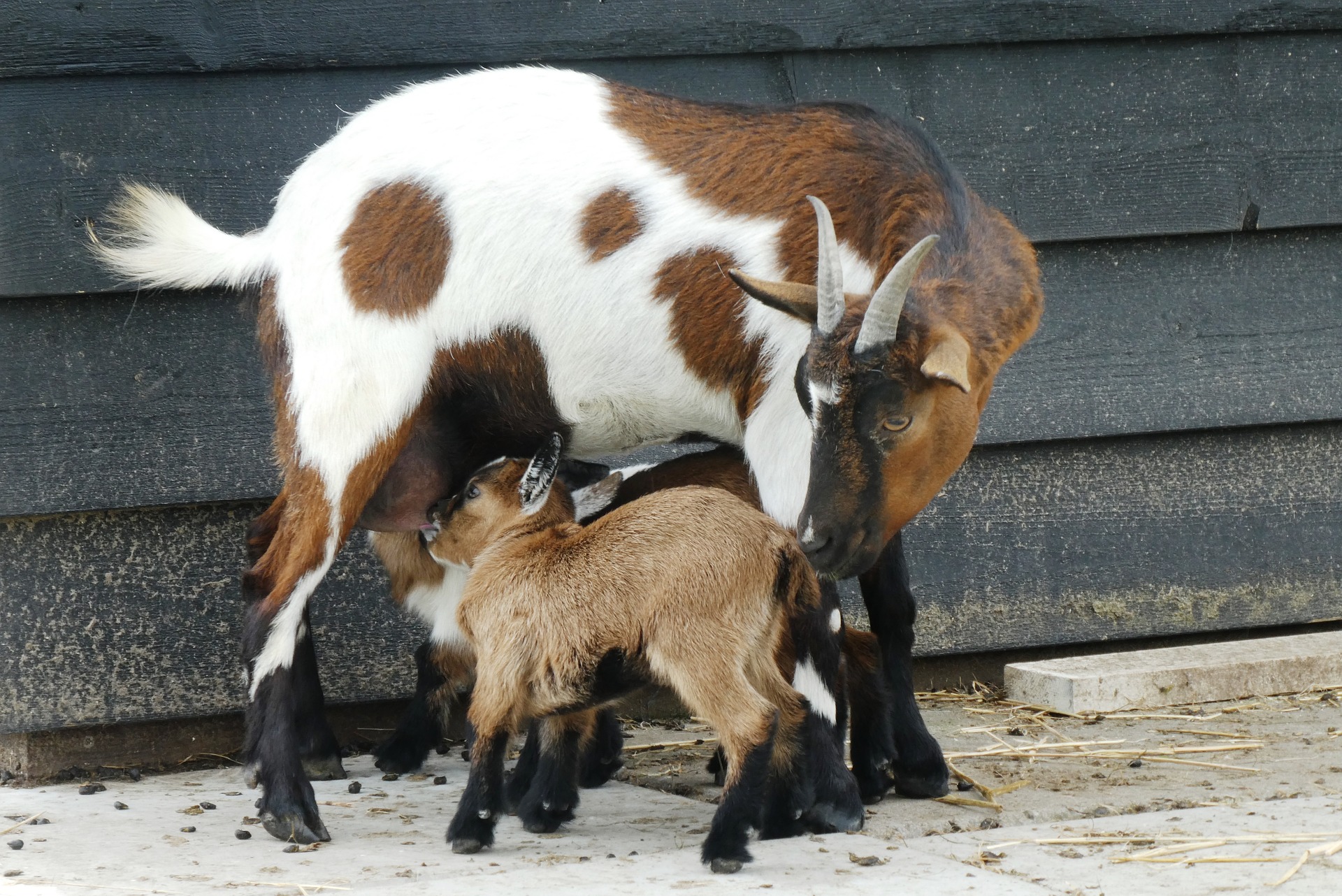 Chèvre et allaitement
